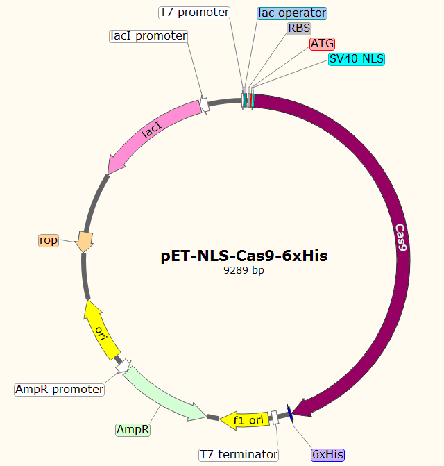 pET-NLS-Cas9-6xHis 载体图谱